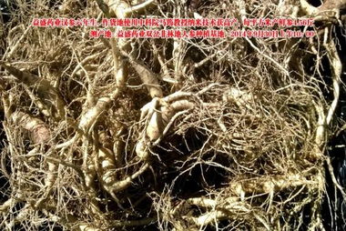益盛藥業(yè)萬畝農(nóng)田種植人參遇干旱仍增產(chǎn)，西洋參成亮點(diǎn)